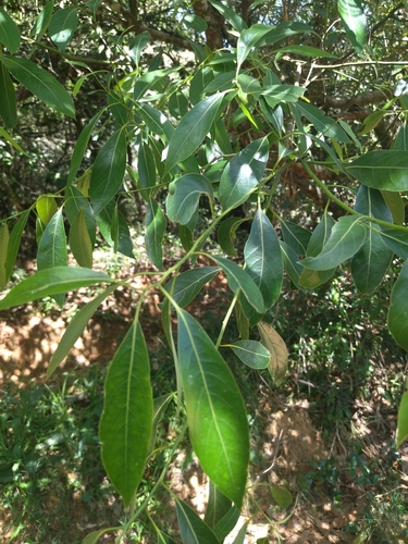 Image of Ocotea acutifolia by no rights reserved