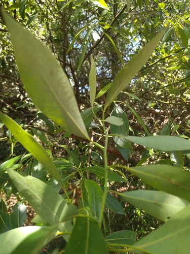 Foto de Canela-sassafrás