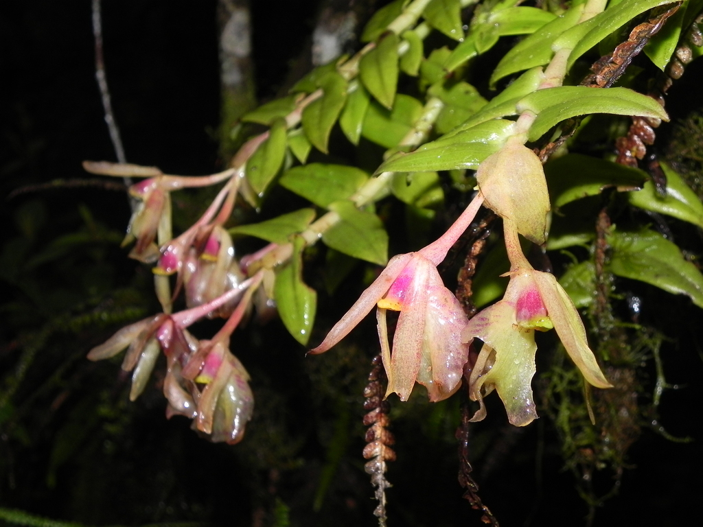 Epidendrum portillae