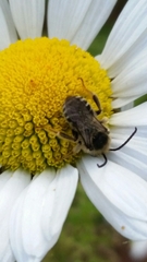 Melissodes illatus