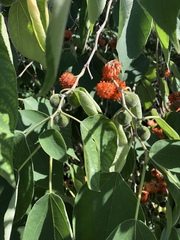 Broussonetia papyrifera