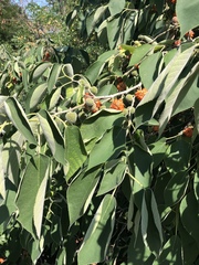 Broussonetia papyrifera