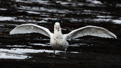 Southern Giant Petrel photo 4