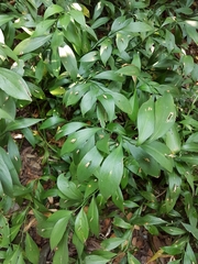 Ruscus