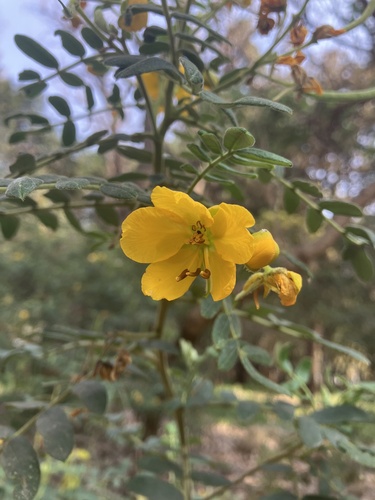Foto de Fedegoso