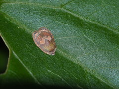 Cnesteboda celligera