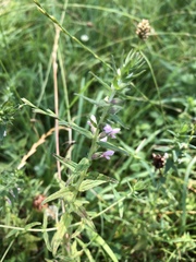 Odontites vernus