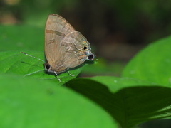 Rapala varuna formosana