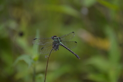 Erpetogomphus