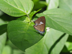 Horaga albimacula triumphalis
