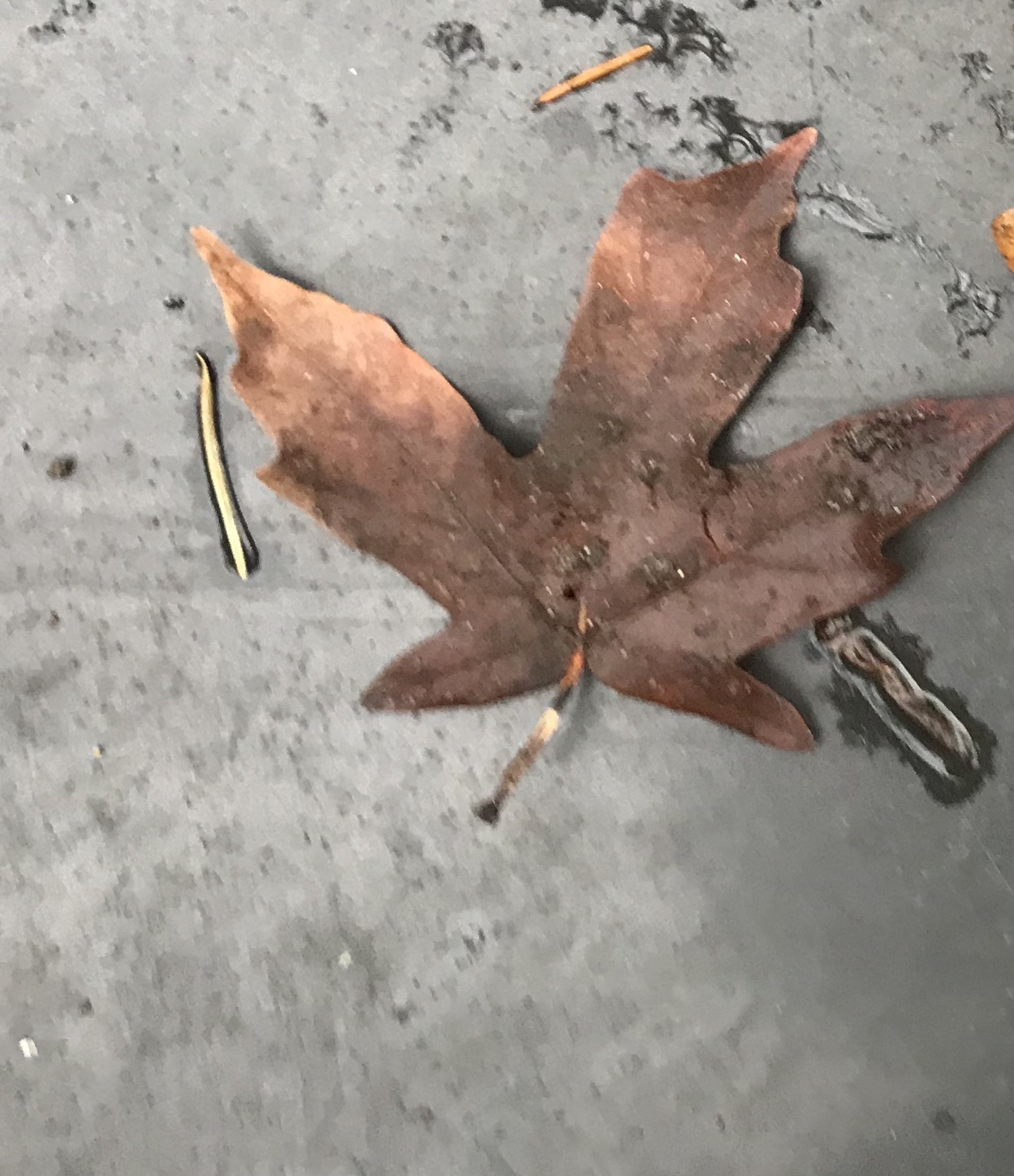 Imagem de Pé de mamão,vulgo mamoeiro