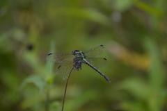 Erpetogomphus