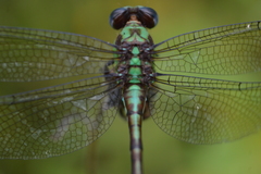 Erpetogomphus