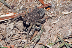 Tasmanicosa godeffroyi