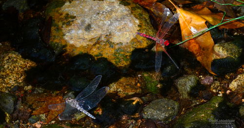 Red Rock Skimmer photo 4