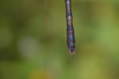 Erpetogomphus