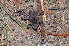 Tasmanicosa godeffroyi