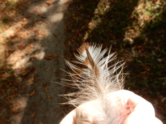 Strix aluco sylvatica