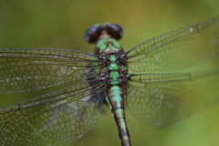 Erpetogomphus