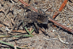 Tasmanicosa godeffroyi
