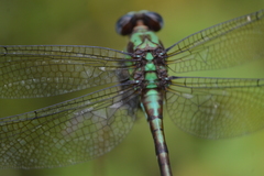 Erpetogomphus