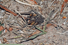 Tasmanicosa godeffroyi