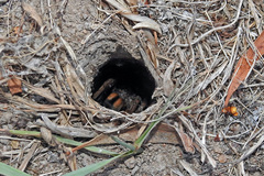 Tasmanicosa godeffroyi