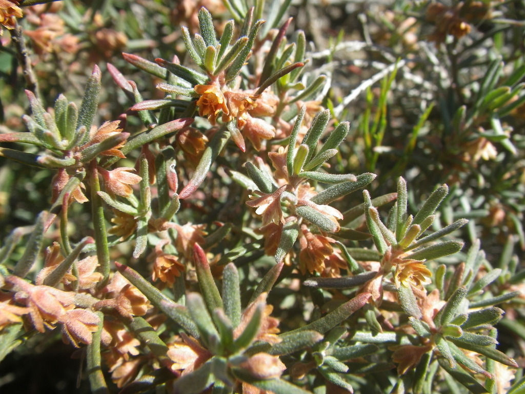 Clutia pubescens (Boland Granite Fynbos) · iNaturalist