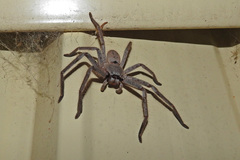 Isopeda canberrana