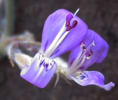 Dicliptera transvaalensis