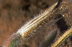Dicliptera transvaalensis