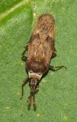 Leptoypha mutica