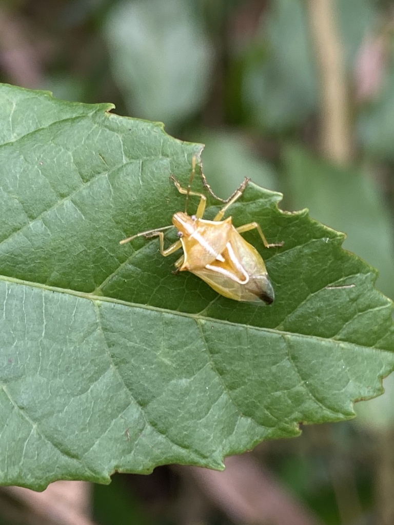 Tylospilus distans