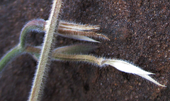 Dicliptera transvaalensis
