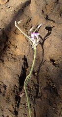 Dicliptera transvaalensis