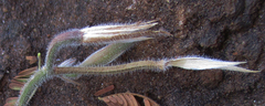Dicliptera transvaalensis