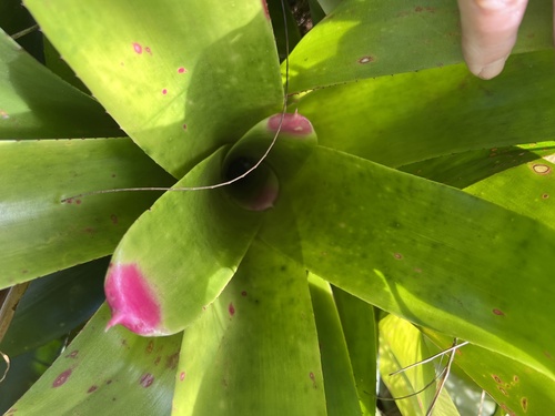 Foto de Bromélia