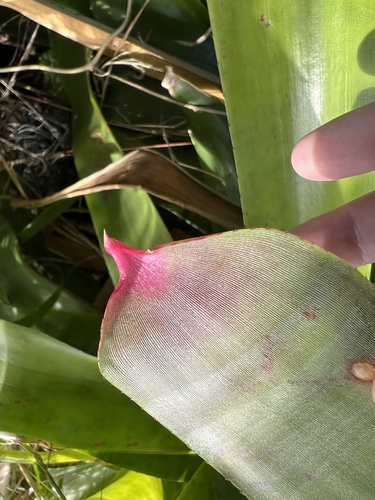 Foto de Bromélia