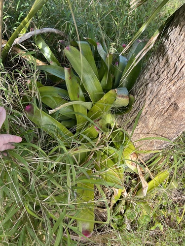 Foto de Bromélia