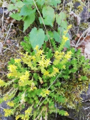 Sedum