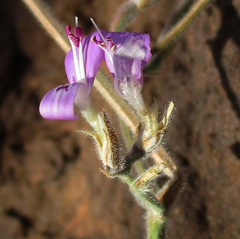 Dicliptera transvaalensis
