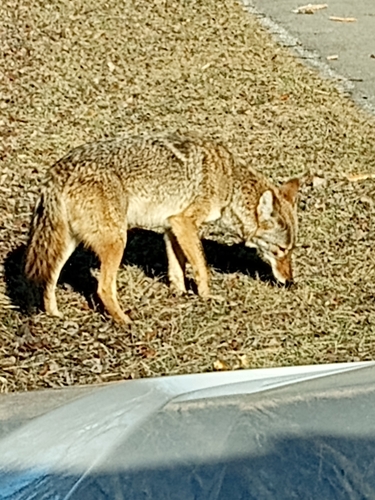 Coyote photographed in Illinois