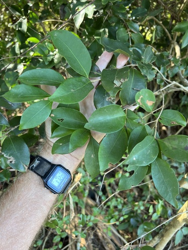 Foto de Cereja-do-mato