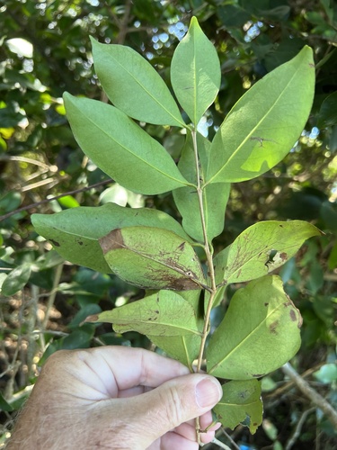 Foto de Cereja-do-mato