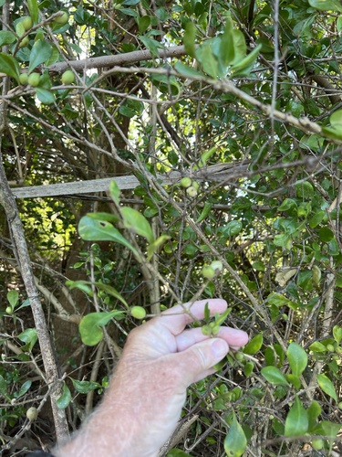 Foto de Dendê-bravo