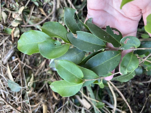 Foto de Cereja-do-mato