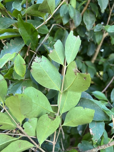 Foto de Cereja-do-mato