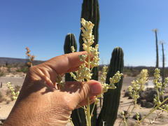 Fouquieria columnaris