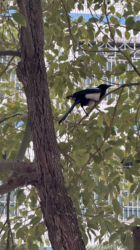 Oriental Magpie