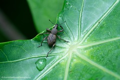 Metapocyrtus adspersus